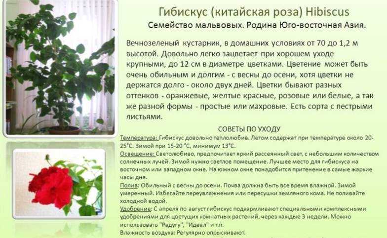 Комнатный гибискус – уход в домашних условиях (8 аспектов содержания)