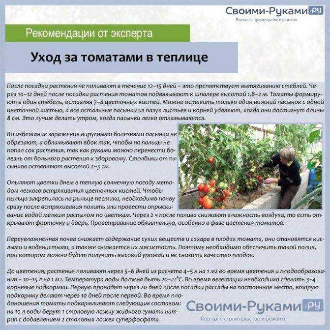 Правильный уход за томатами в теплице - фермеры россии