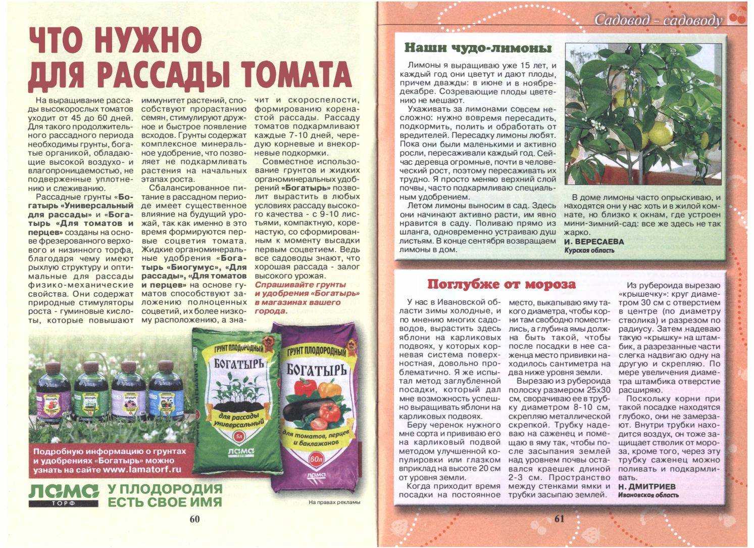 Грунт для лимона: что любит комнатный фрукт и в какую почву нужно его сажать, как сделать специальную землю в домашних условиях, и что должно входить в её состав?дача эксперт