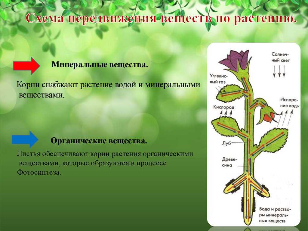 Почему желтеет алоэ: причины возникновения такого явления на листьях, их кончиках и у основания растения, а также что делать и как ухаживать за цветком дома? selo.guru — интернет портал о сельском хоз