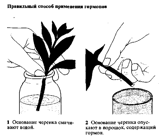 Бересклет: посадка и уход в открытом грунте, описание, виды и фото