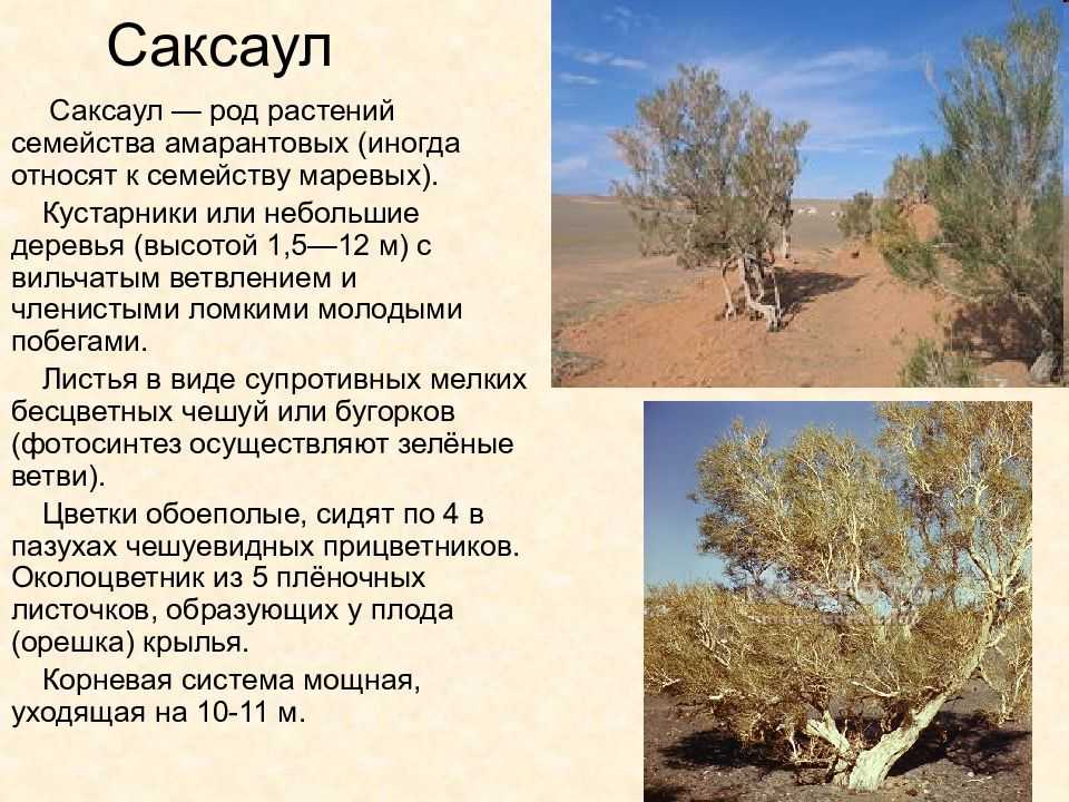 Растения пустыни - жизнь, адаптация, список и характеристика
