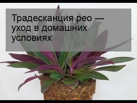 Комнатный цветок рео, уход в домашних условиях, фото, выращивание, размножение