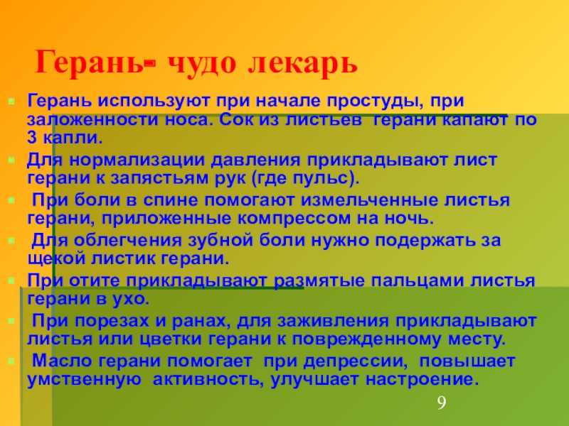 Герань (цветок) – 10 полезных свойств и применение