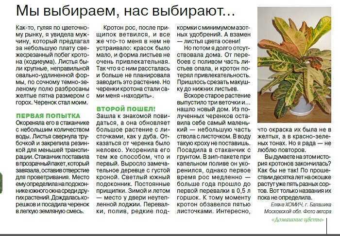 Кротон: размножение в домашних условиях черенком, листом, отводком