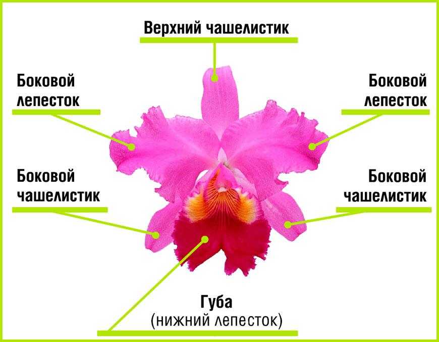 Орхидея каттлея в горшке: характеристика и размножение