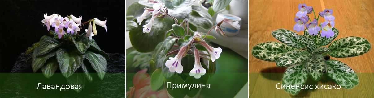 Хирита – уход в домашних условиях. выращивание хириты, пересадка и размножение. описание, фото