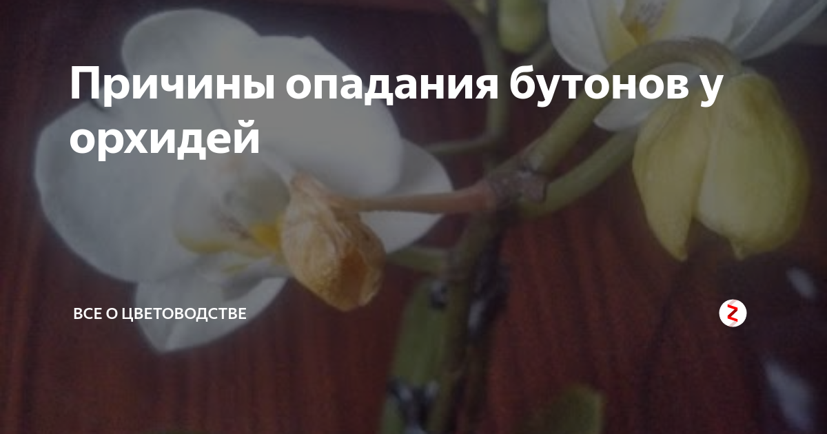 Что делать если вянет архидея. причины почему у орхидеи вянут цветы и бутоны проблемы цветения материал природный