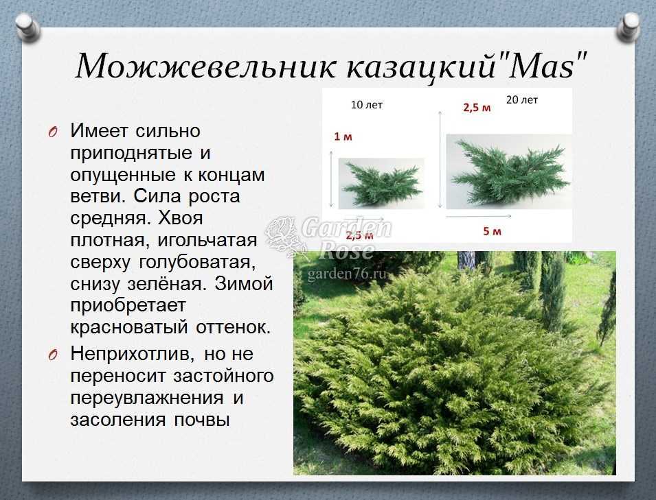 Можжевельник: посадка и уход
