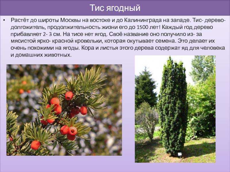 Растение тис Taxus, еще именуемое тисс, является представителем семейства Тисовые Этот род объединяет около 8 видов хвойных деревьев и кустарников, отличающихся медленным ростом