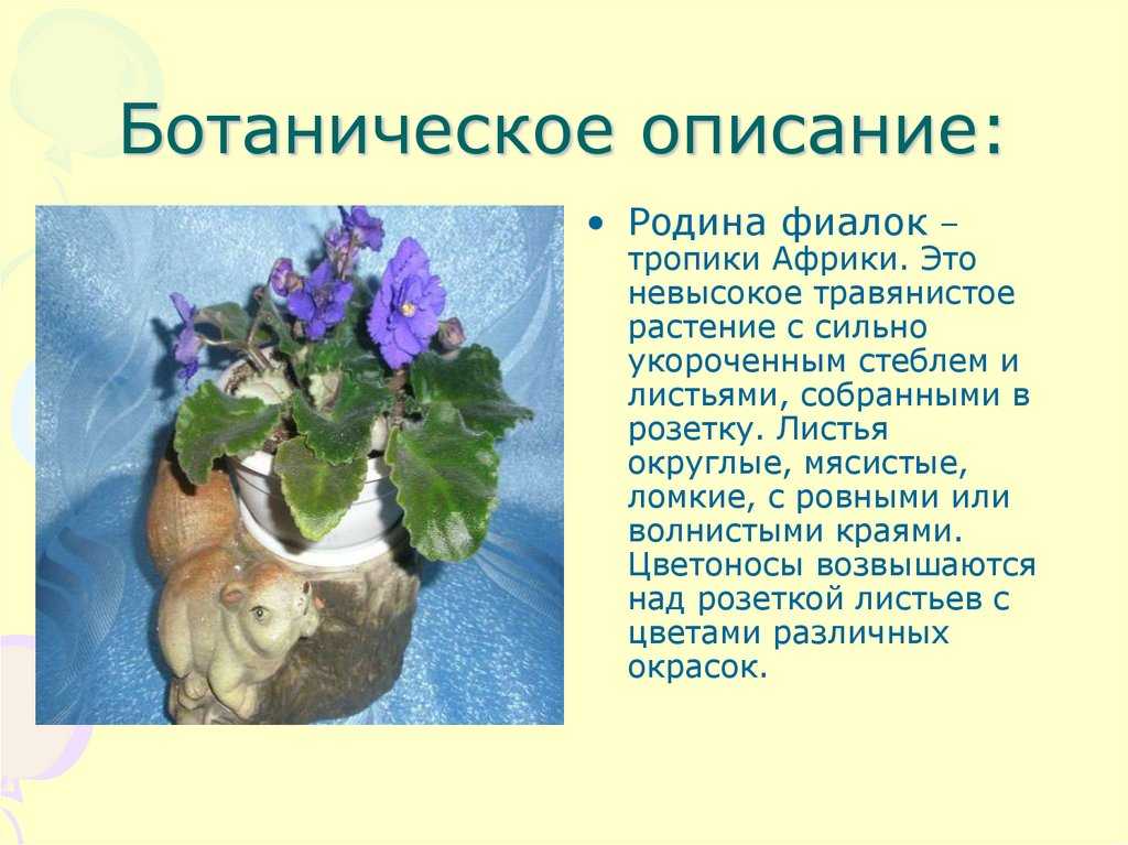 Описание и фото фиалок "волшебный тюльпан", "фаина" и "сиреневое очарование", а также список других популярных сортов селекции н.скорняковой и их особенности selo.guru — интернет портал о сельском хозяйстве