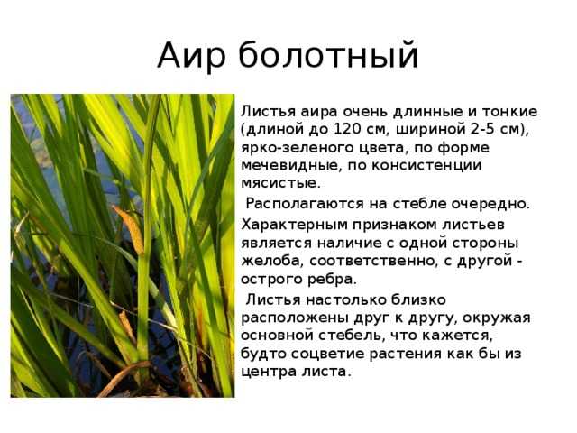 ᐉ цветок аир: уход в домашних условиях, фото и виды, болезни и вредители