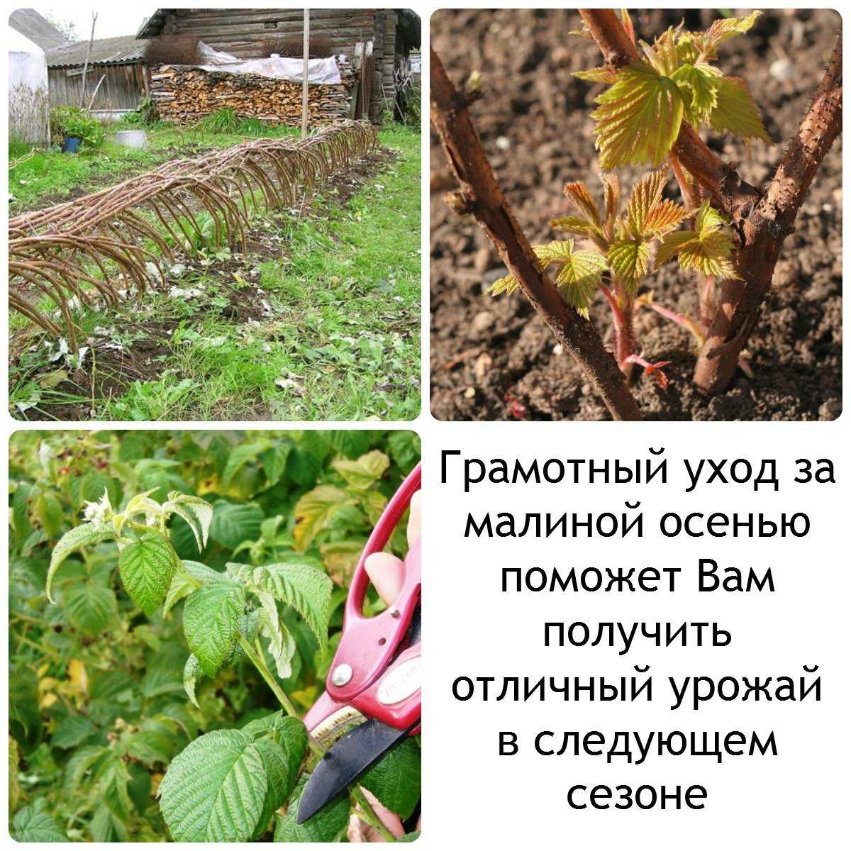 Как ухаживать за малиной после сбора урожая?