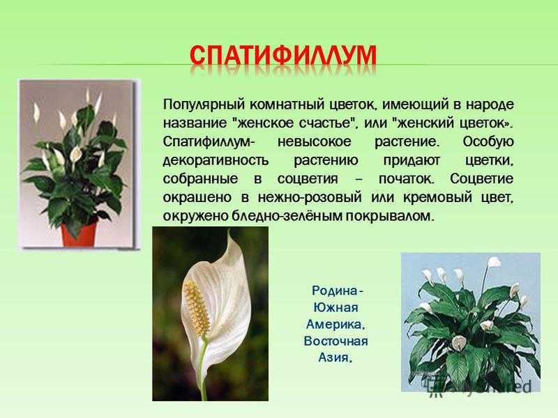 Цветок спатифиллум: ядовитый или нет для человека отравление.ру
цветок спатифиллум: ядовитый или нет для человека