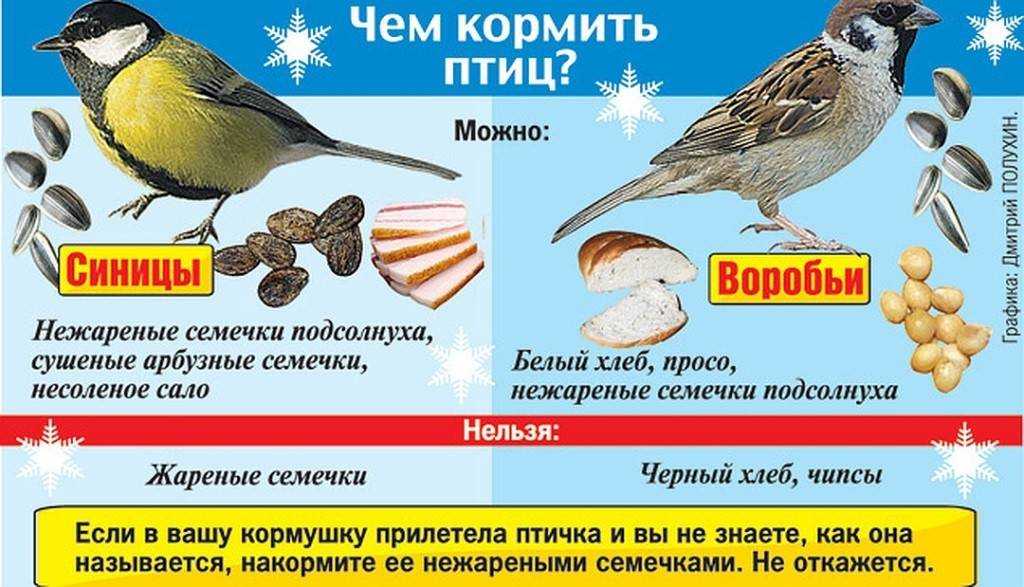 Чем зимой можно кормить снегирей, свиристелей и синиц-лазоревок?