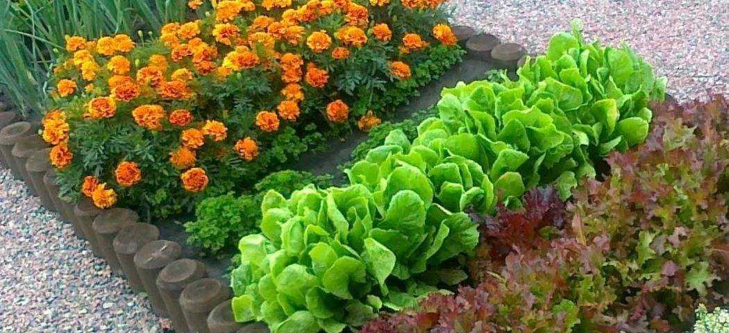 Когда сеять календулу в открытый грунт, сроки посадки