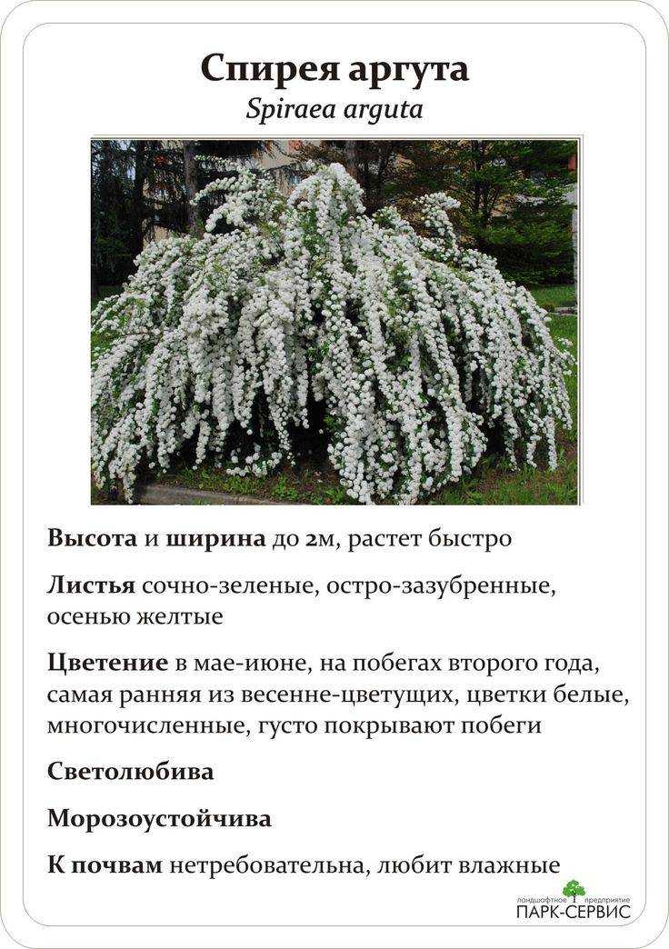 Неприхотливая спирея: посадка и уход за кустарником