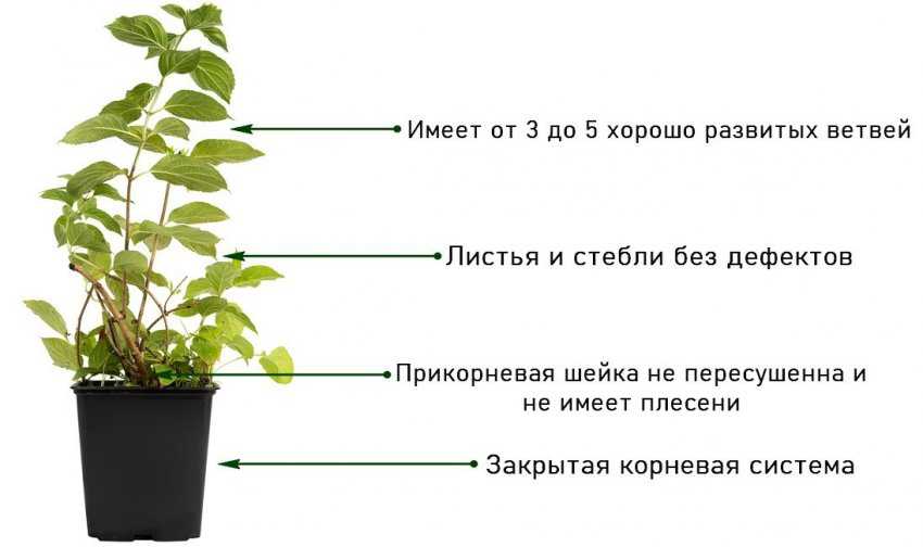 Роза грандифлора: характеристика и 5 лучших сортов