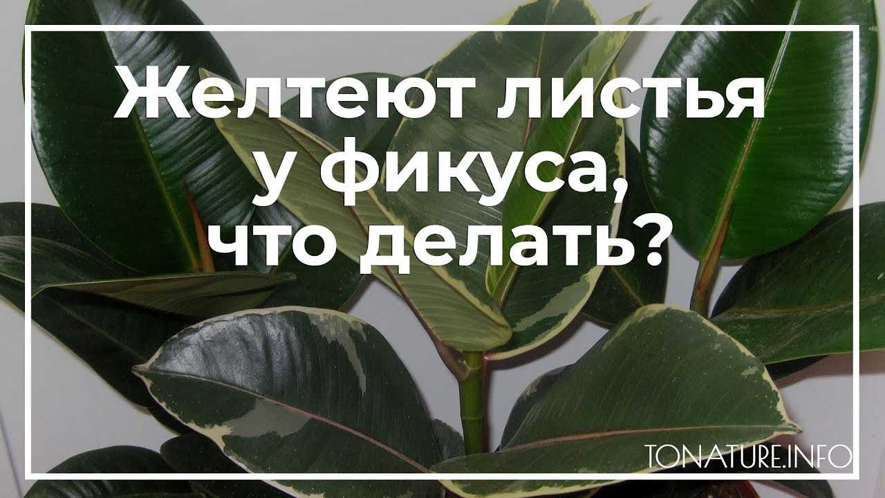Фикус бенджамина: желтеют и опадают листья, что делать