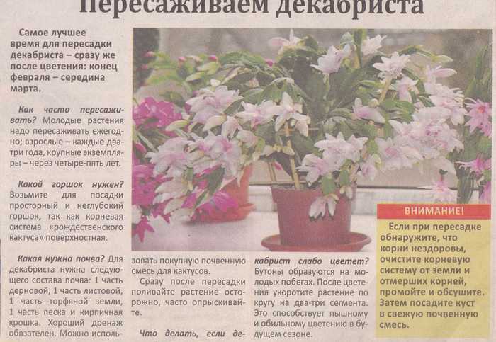 Дуранта: уход, фото, размножение и пересадка