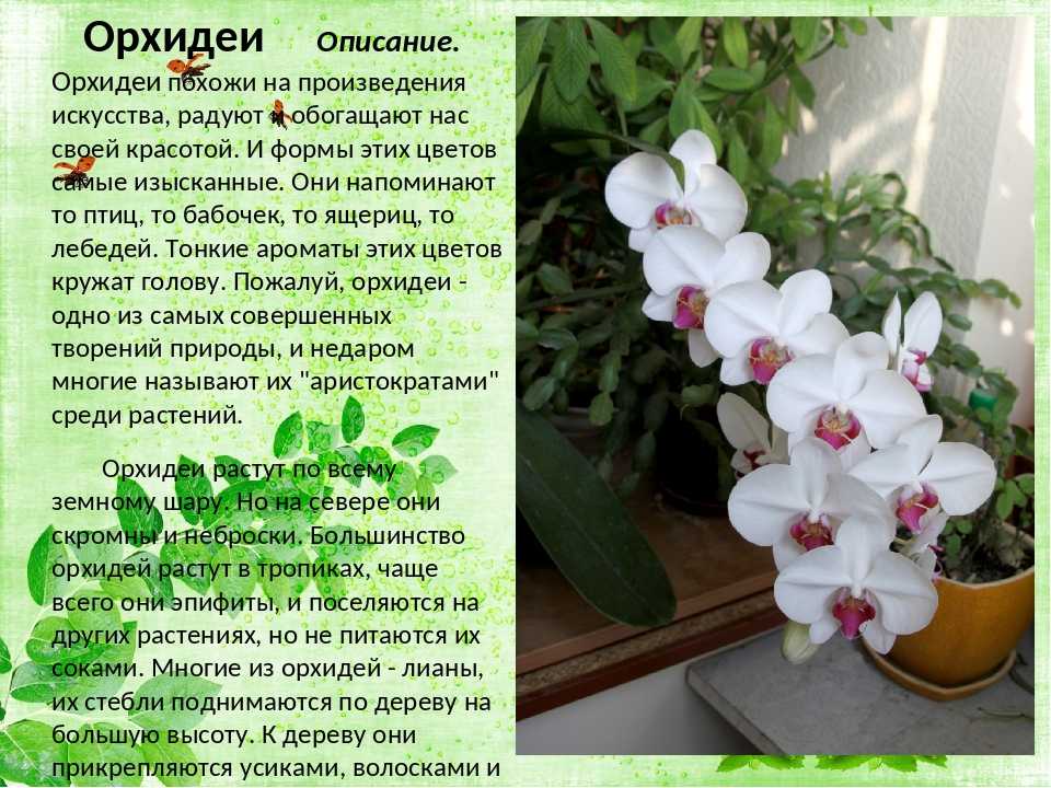 Белая орхидея: значения названий сортов фаленопсиса, посадка в горшок и уход за цветком в домашних условиях, как называется белая орхидея с фиолетовыми пятнами?