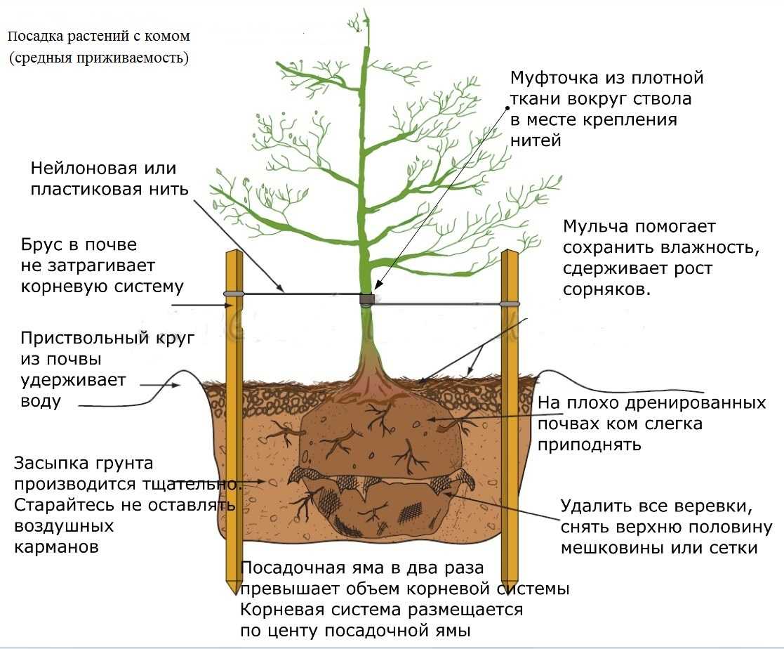 Как цветет дуб - как выглядит цветущий дуб и особенности выращивания дуба в своем саду (75 фото)