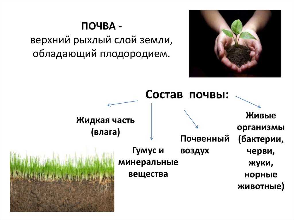 Специфика плодородия почвы, методы его оценки и восстановления