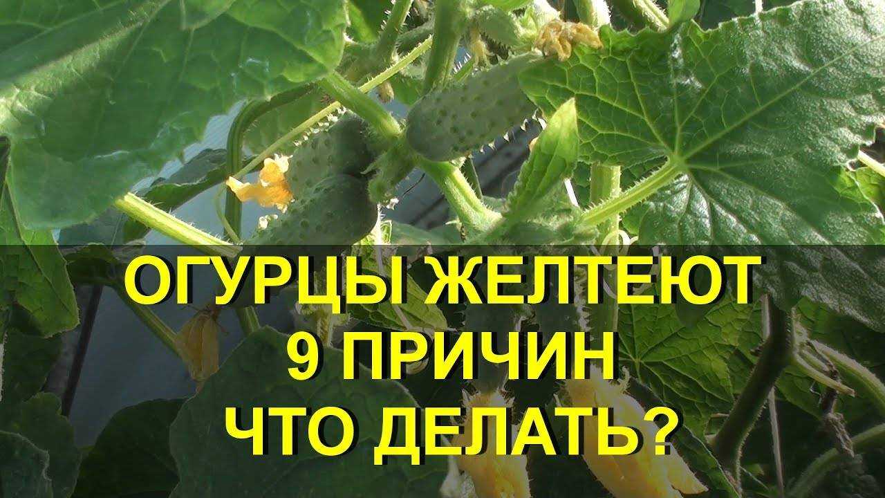 Огурцы желтеют и вянут листья: причины и что делать?