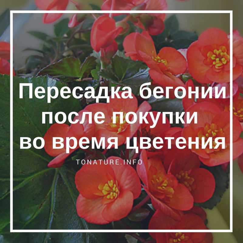 Когда покупаем бегонию, первый вопрос – нужна пересадка или нет В этой статье мы расскажем, как это правильно сделать, особенно после покупки, и во время цветения Уход за растением в домашних условиях