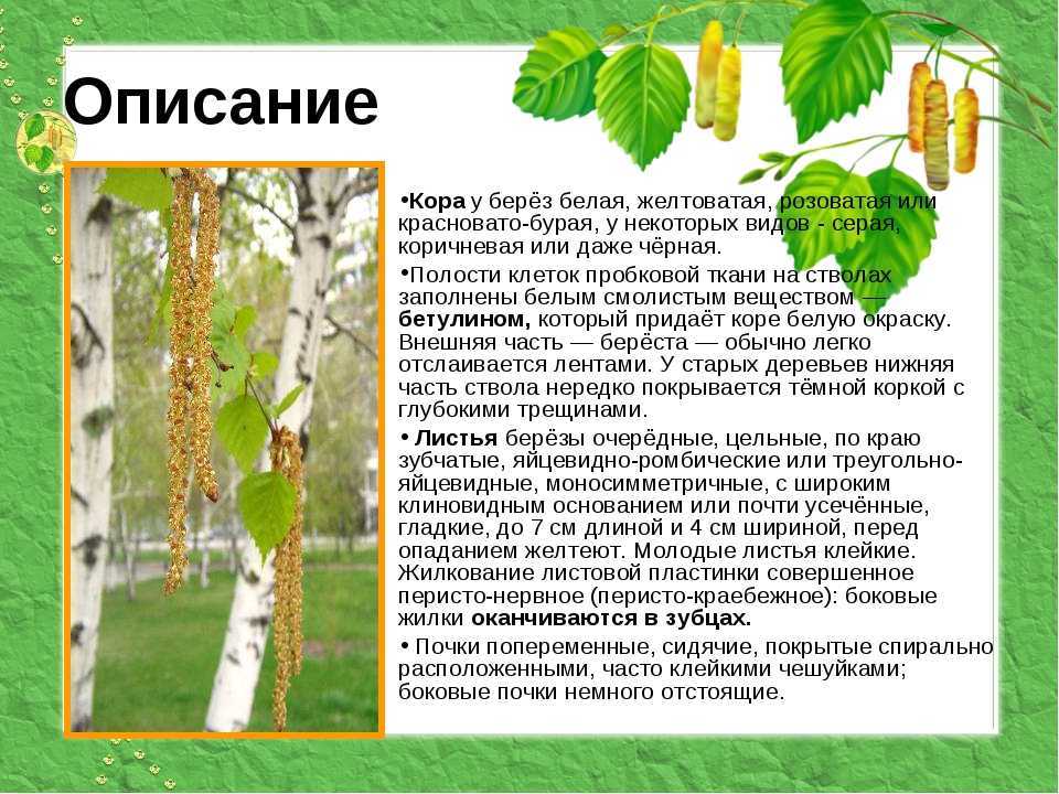Комнатный кипарис: размножение и уход в домашних условиях