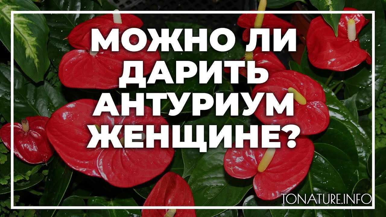 Цветок мужское счастье (антуриум): приметы и суеверия для мужчин и женщин
