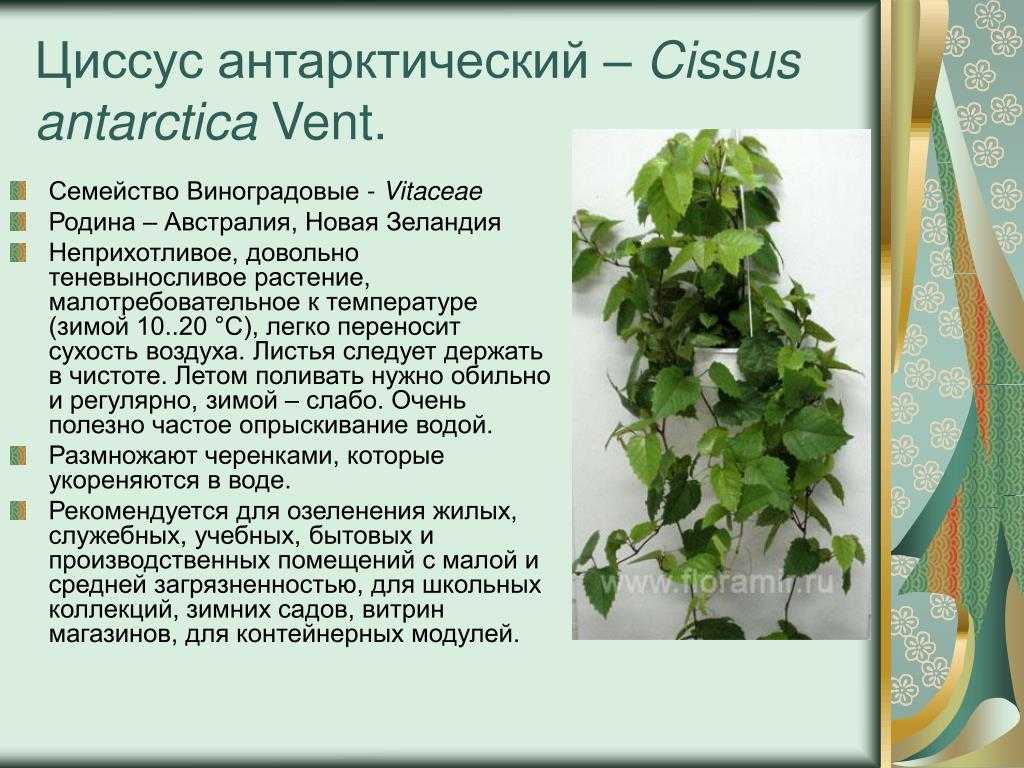 Циссус - уход в домашних условиях за комнатной березкой - комнатные и садовые растения, уход за ними sad-doma.net