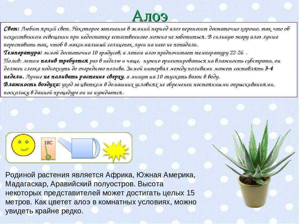 Алоэ вера – выращивание в домашних условиях
