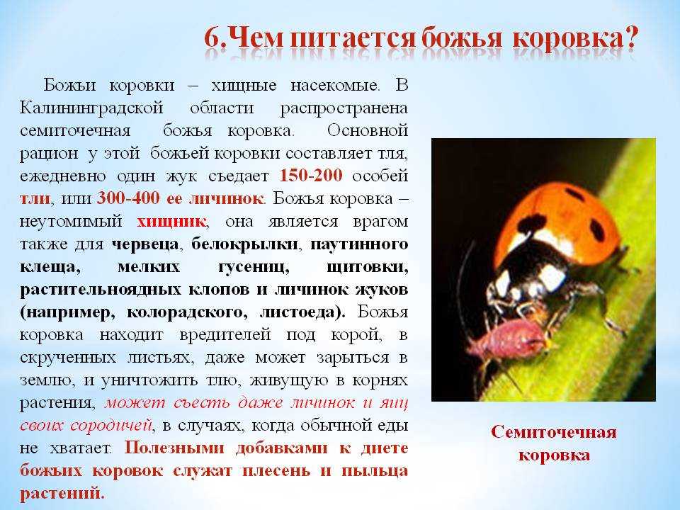 Тля на растениях: как выглядит и как появляется. чем опасно это насекомое