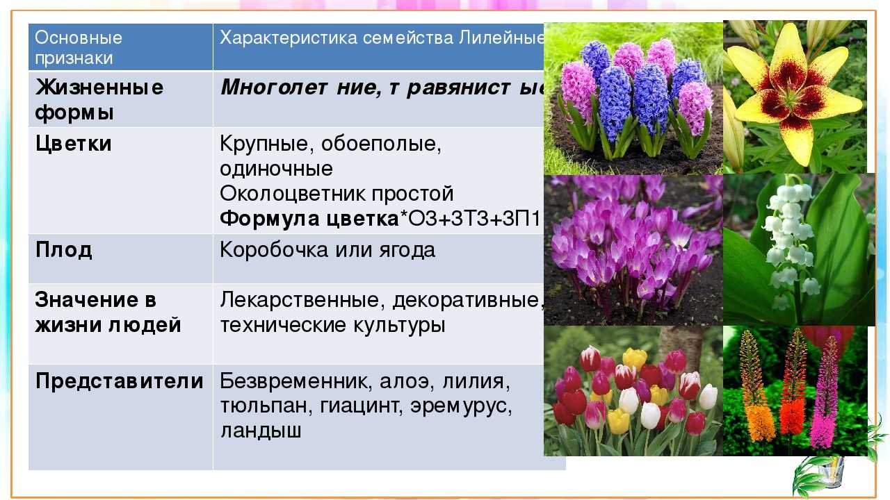 Описание дикого пиона марьин корень: фото цветка, посадка и уход за лечебным растением