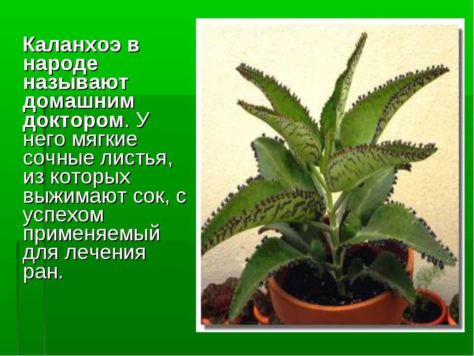 Каланхоэ лечебное: основные виды и варианты как использовать
