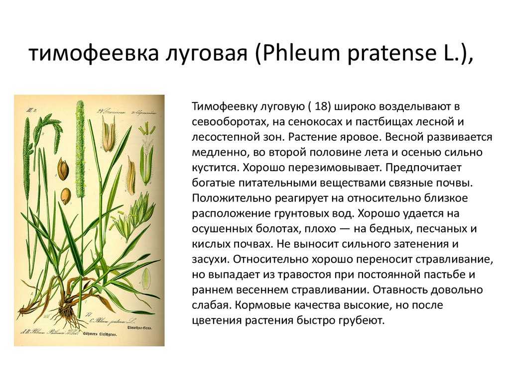 Лисохвост или акалифа: фото, как выглядят эти растения, посадка, уход