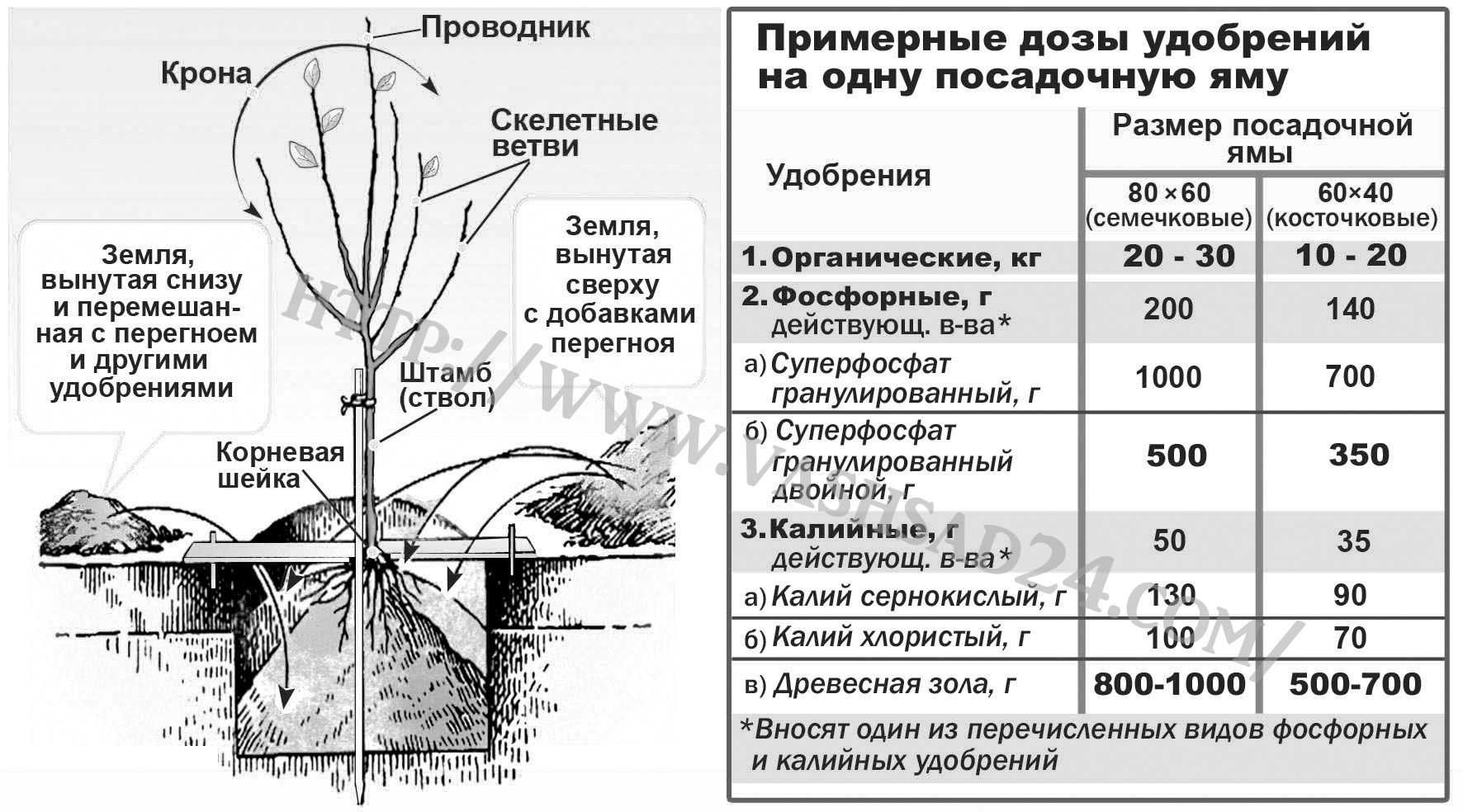 Как правильно выполнять посадку хвойников осенью и ухаживать за растениями на даче?