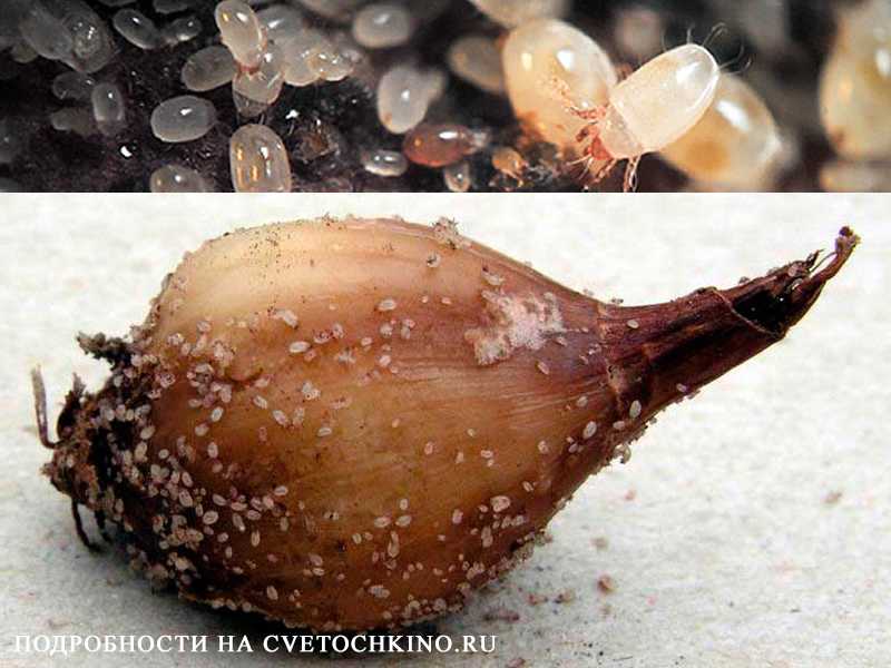 ᐉ вредитель плоский клещ – как бороться, виды плоских клещей и препараты для борьбы с вредителем - roza-zanoza.ru