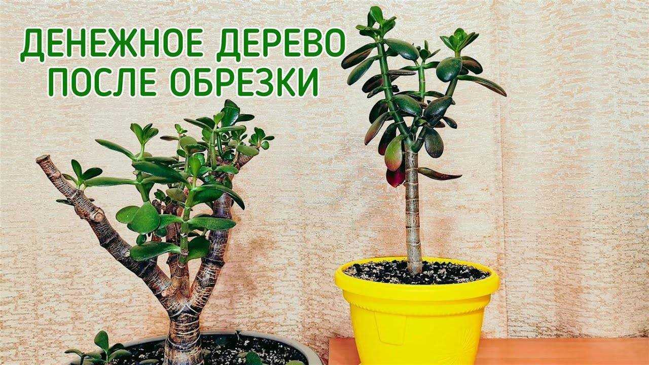 Как сформировать крону толстянки в домашних условиях: пошаговая схема обрезки, фото, видео