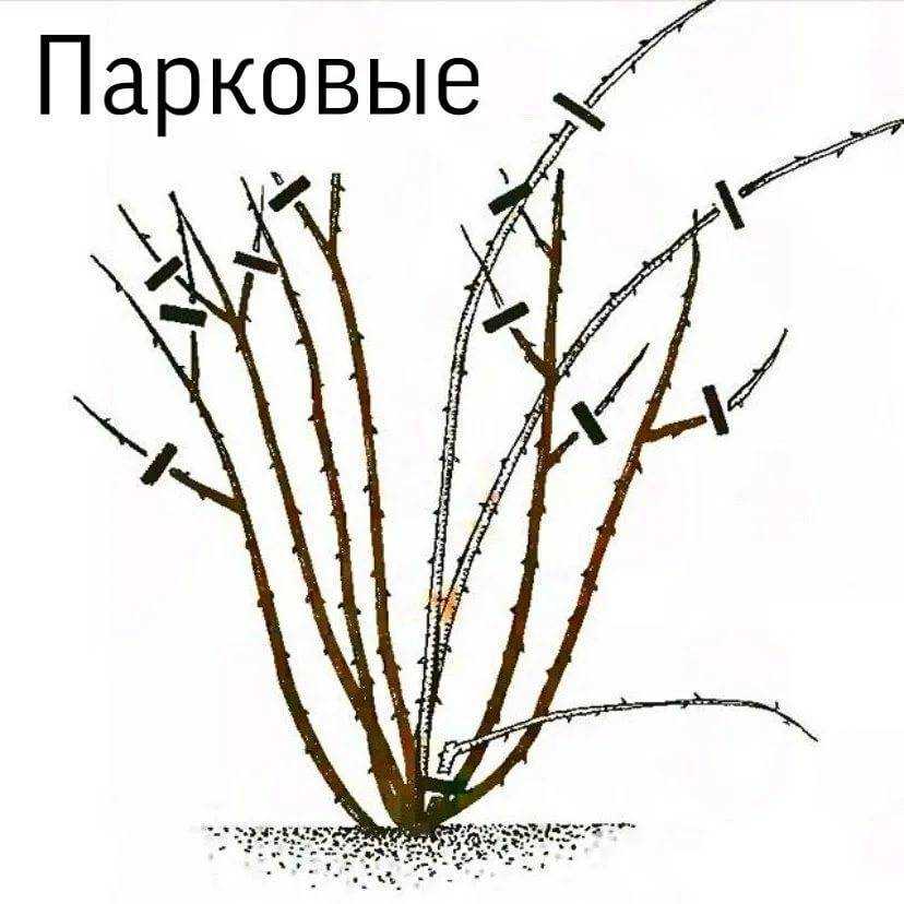 ᐉ как обрезать спирею японскую - godacha.ru