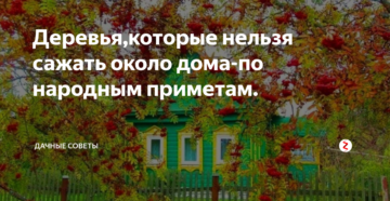 Когда лучше садить рябину осенью или весной. как правильно посадить рябину осенью?