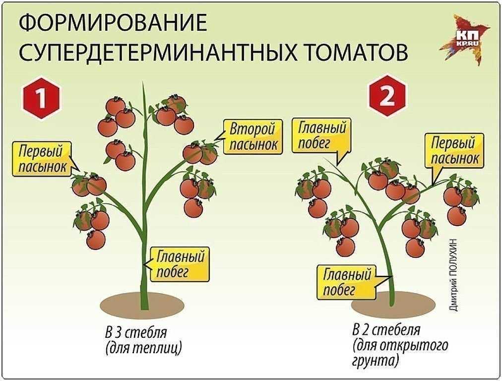 Пошаговая инструкция выращивания помидор рассадой в теплице