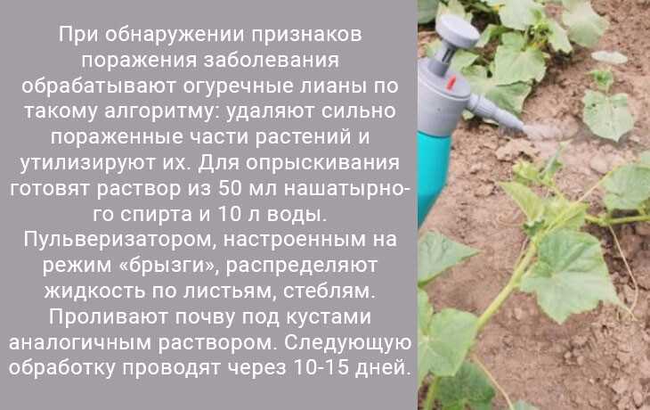 Огурцы сохнут: что делать, почему сохнут листья в теплице и в открытом грунте