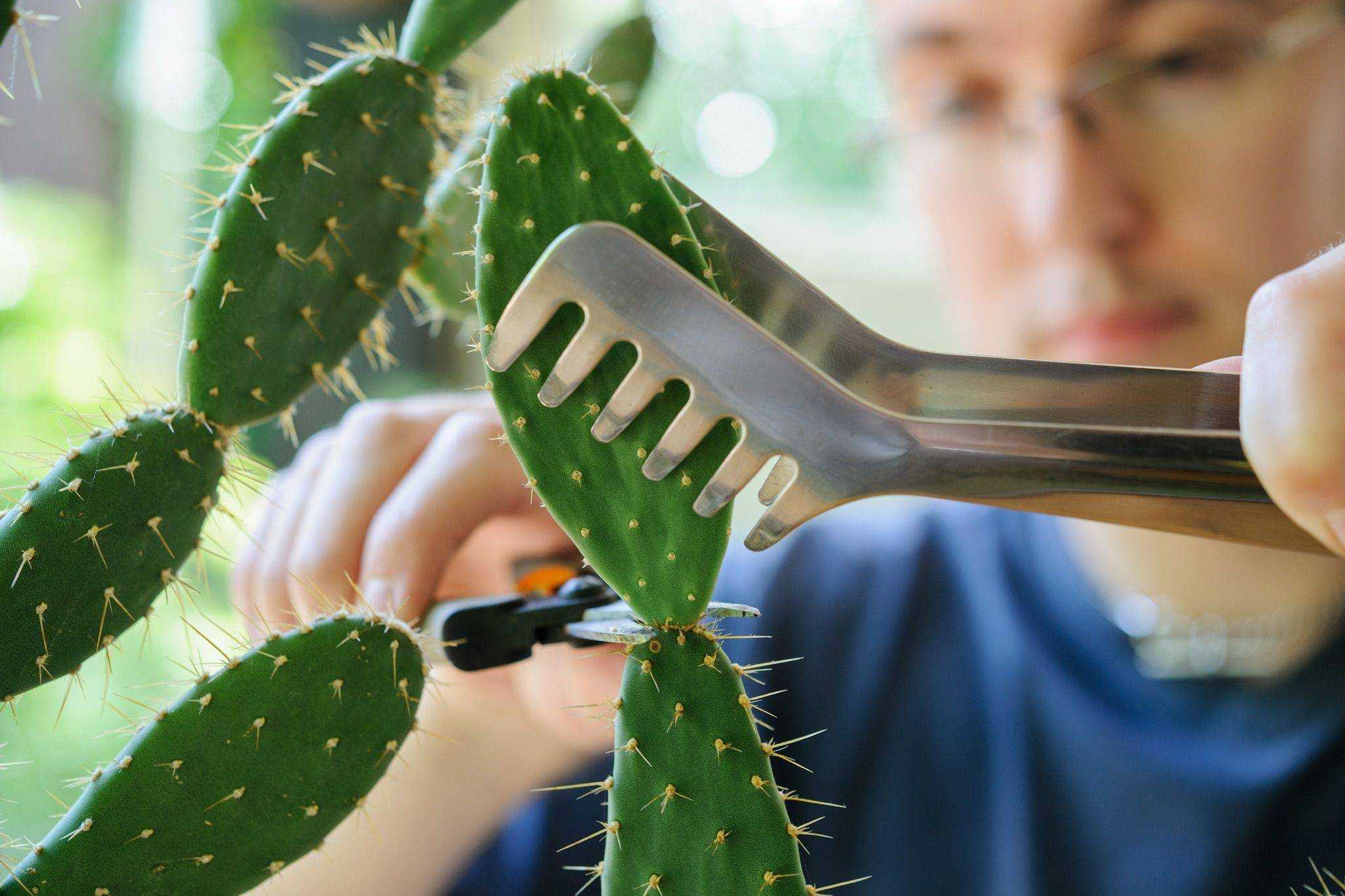 Опунция Opuntia ― это наиболее крупный род, относящийся к семейству Кактусовые Данный род объединяет примерно 190 видов В природных условиях опунцию можно повстречать на территории Южной и Северной Америки, не исключая Вест-Индию