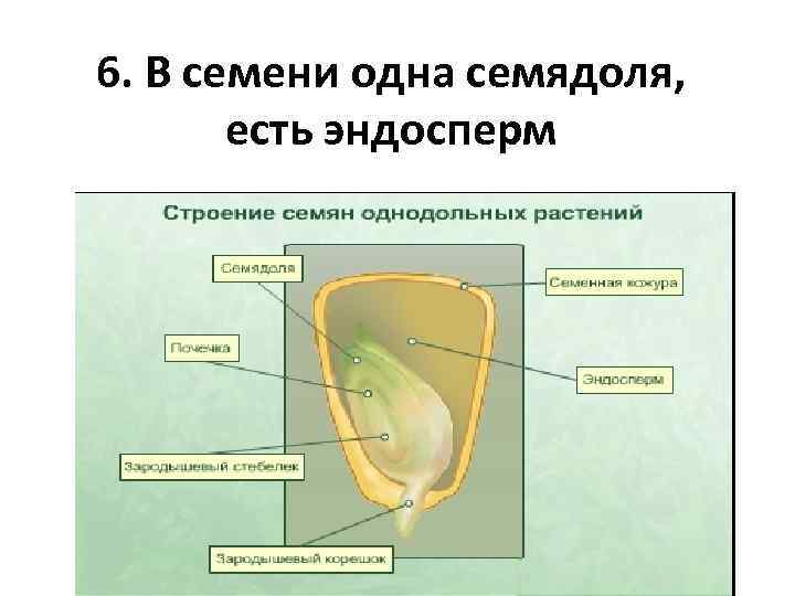 Какие функции выполняет семядоля в семени однодольных