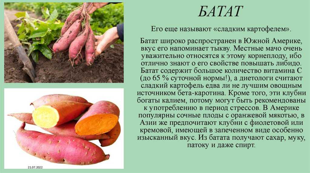 Батат – что это за овощ и в чём его польза для здоровья организма и при диабете