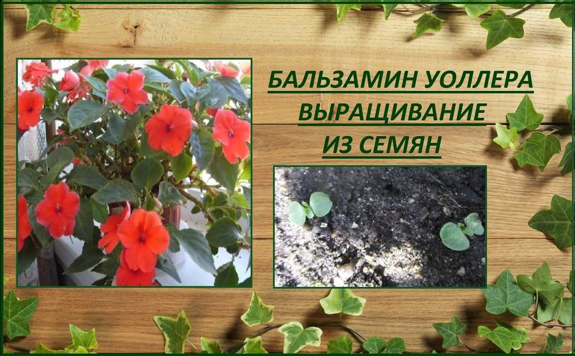 Бальзамин комнатный: фото, видео, размножение, посадка и уход