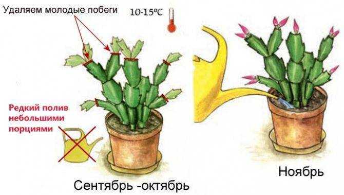 Как заставить декабрист цвести в домашних условиях: что делать, если зигокактус несколько лет не дает бутонов, чем покормить и как стимулировать растение?