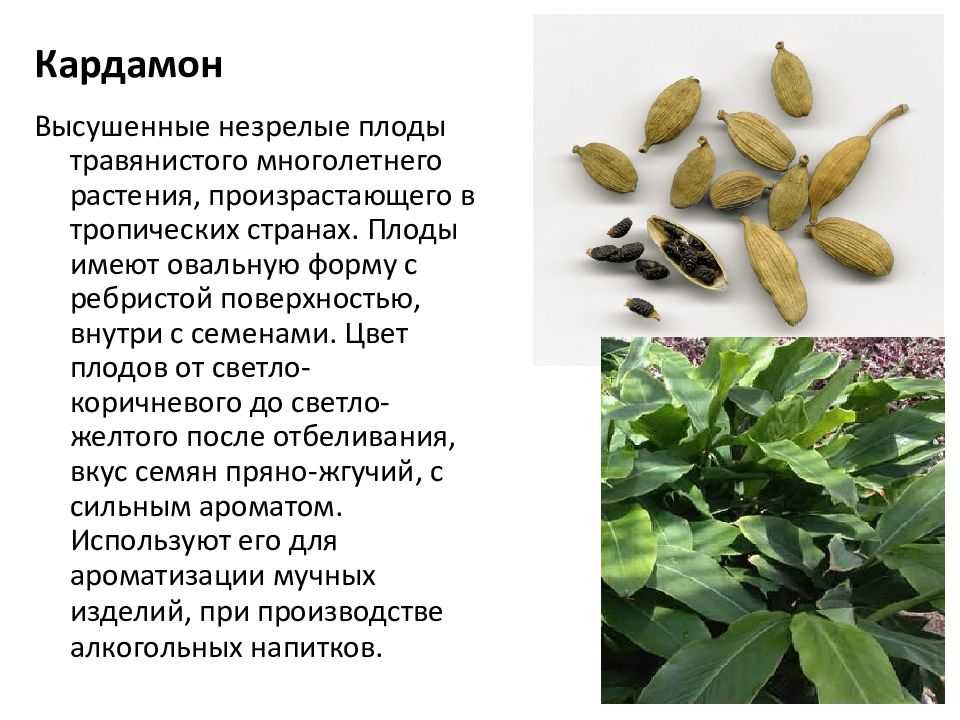 Комнатная карьера ароматного кардамона настоящего. элеттария кардамомум. уход в домашних условиях. фото — ботаничка